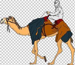 Camels with two humps are called bactrian camels. Bactrian Camel Dromedary Equestrianism Png Clipart Animal Animals Business Man Cartoon Cartoon Hand Painted Free Png