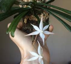 Image result for Aerangis kirkii