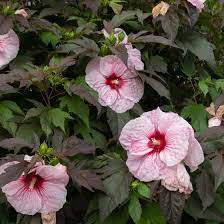 I purchased 3 hibiscus fireball rose mallow plants in june and was concerned they would not do even the couple we have left over are thriving while still in a pot. Hardy Hibiscus Plant Care Growing Guide