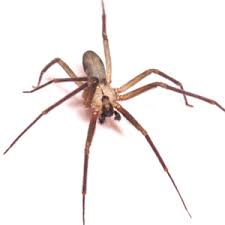 The brown recluse, loxosceles reclusa, sicariidae (formerly placed in a family loxoscelidae) is a recluse spider with a necrotic venom. Pest Id Identify A Spider Steve S Pest Control Inc