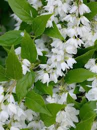Image result for Deutzia scabra