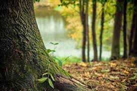 Modo + c4d ma max ztl dae fbx oth obj. City Of Burlington Now Requires Permit Prior To Tree Removal Landscape Ontario