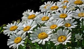 Deer resistant annuals i need deer resistant annuals for shade. Deer Resistant Annuals Perennials For The Midwest Trillium Living