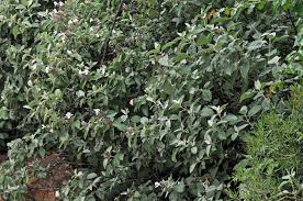 Image result for Barleria albostellata