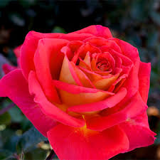 New Rose Varieties 2021 Sky Nursery