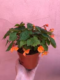 Image result for Begonia sutherlandii