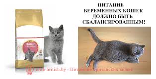vse o beremennosti britanskoj koshki pitomnik elitnyh britanskih koshek kotyat elite british