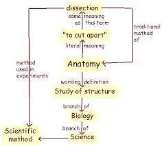 See more ideas about anatomy, art, cartography. Concept Maps Effective Method For Learning Complex Ideas