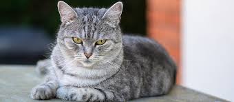 The signs of renal disease in cats are often frustratingly subtle. Kidney Stones In Cats Causes And Symptoms Pet Side