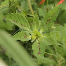 Image result for Euphorbia depauperata