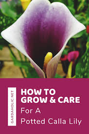 In late winter, repot the roots into moist compost and place in a warm spot to start into growth. How To Grow And Care For A Potted Calla Lily Calla Lily Lilly Plants Calla Lily Care