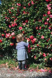 We did not find results for: Camellia Bush Stock Photos Offset