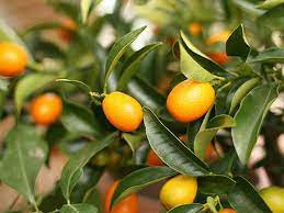 Check spelling or type a new query. Give The Gift Of Fruiting Trees News Gainesville Sun Gainesville Fl