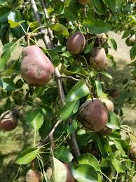 Maybe you would like to learn more about one of these? P The Fruit On My Pear 474878 Ask Extension