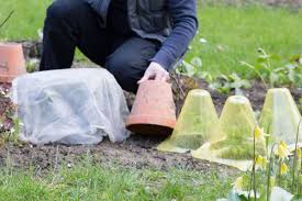 Auch pflanzen leiden in der prallen mittagssonne. Spate Gefahr Frostschutz Fur Pflanzen Im Fruhjahr Garten Diybook At