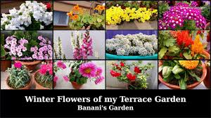 Did you scroll all this way to get facts about winter flowers? Winter Flowers Of My Garden Winter Garden Overview Banani S Garden Youtube
