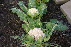 How To Grow Cauliflower Growing Cauliflower Cauliflower Plant Growing Food
