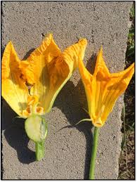 Refer to fertilizing vegetables for details. How Are Your Squash Doing