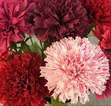 Carnations Near Me Carnation Flower Flowers For Sale Flowers