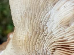 Image result for Porodisculus pendulus