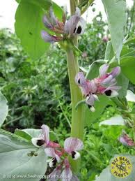 Plants/flowers might have slight variations in color, texture, finish, and size. Broad Bean Superaquadulce Vicia Faba Bee Happy Plants