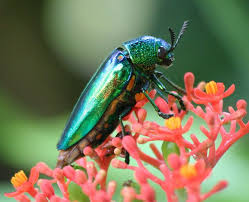 Wood Boring Beetles Google Search Insetos Animais Plantas