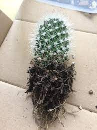 If you see their silhouette. Look At The Roots On This Guy Little Mammillaria Backebergiana Pup That I D Cut And Put In A Yogurt Pot Back In June Just A Calloused End To All These Healthy Looking