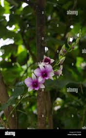 Image result for Hernandiaceae