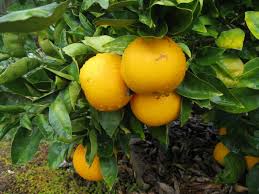 Lemon tree sapling leaves curling up + black spot on branch. Ask Gardenerd Yellow Leaves On Citrus Trees Gardenerd