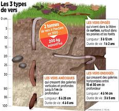 Quand Les Vers De Terre Sont Ils En Activite Et Quand Fabriquent Ils La Fertilite De Nos Jardins Et De Nos Champs Enquete A Ver De Terre Terre Agroecologie