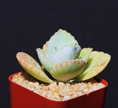 Image result for Kalanchoe gastonis-bonnieri