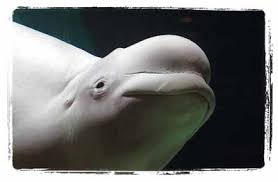 2011 Annual Report of Center for Biological Diversity