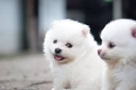 Thinking Of Buying A Pug A Pomeranian Or A French Bulldog Here S What The Rspca Says You Need To Know Before Getting A Puppy Wales Online