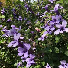 Image result for Dyschoriste thunbergiiflora