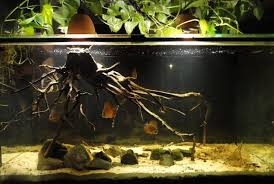 After An Accident I Changed The Angelfish In My Amazon Aquarium With Discus They Are F3 Cuipeau Curipera Discus Aquarium Aquarium Fish Aquarium Decorations