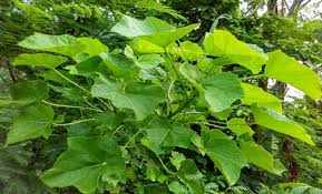 Berikut ini cara mengolah daun jarak yang aman, antara lain: Pemanfaatan Tumbuhan Jarak Ricinus Communis Sebagai Energi Alternatif Analisa Id