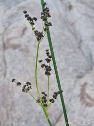 Image result for Juncus punctorius