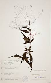 Image result for Galopina