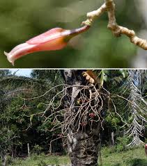 Image result for Lycium schizocalyx