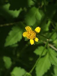 Image result for Bidens biternata