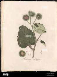 Image result for Bothriocline laxa