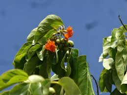 Image result for Cordia subcordata