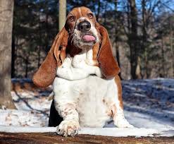 They do it to let other pack members knows where they. Basset Hound Breed Information Guide Facts And Pictures Bark