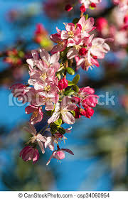 Free nature stock photos • 3,818 views. Closeup Of Apple Tree Flowers In Bloom Canstock