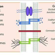 Animal cells and intercellular junctions. Epithelial Intercellular Junctions Schematic Drawing Of The Download Scientific Diagram