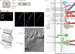 We did not find results for: Tight Junctions From Simple Barriers To Multifunctional Molecular Gates Nature Reviews Molecular Cell Biology