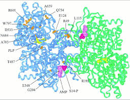 This fishbone diagram was drawn by a manufacturing team to try to understand the source of periodic iron contamination. A Schematic Drawing Of Human Glycogen Phophorylase A The Polypeptide Download Scientific Diagram
