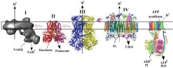 F 1 is a spherical structure, which, in the case of mitochondria, sticks out into the matrix. Atp Synthase Structure Function And Inhibition