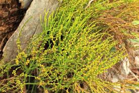 Image result for Psilotum nudum