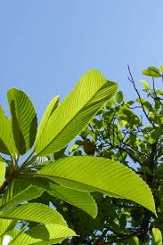 Image result for Dillenia